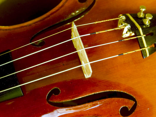 Violino